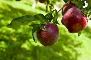 apples-on-tree-400x266